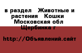  в раздел : Животные и растения » Кошки . Московская обл.,Щербинка г.